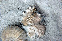 Majidae sp